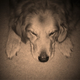 Illustration for article titled Shooting Challenge Pets Gallery 6